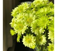 Semi di margherita - da balcone prati fioriti raro per luoghi soleggiati vecchie varietà per giardinieri resistenti giardini rocciosi resistenti semi di 600pcs