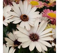 Semi di margherita del Capo - da balcone estivi resistenti per giardini rocciosi arredamento del soggiorno serre da balcone semi di selvatici 600pcs