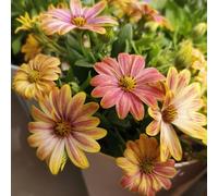 Semi di margherita del Capo da giardino resistenti primaverili appartamento interno perenni rare esotiche alle pietre 550pcs