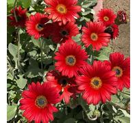 Semi di margherita del Capo - farfalle serre da balcone per luoghi soleggiati resistenti per giardini rocciosi copertura del terreno organico da 650pcs