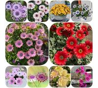 Semi di margherita del Capo, perenne resistente, semi biologici autunnali resistenti copertura del terreno di to da balcone recisi serre da 250pcs