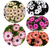 Semi di margherita del Capo perenni in per esterni, decorazione resistenti alle pietre rare 350pcs