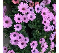 Semi di margherita del Capo resistenti alle pietre da balcone perenni rialzate per giardino in esterni 50pcs