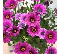 Semi di margherita del Capo resistenti alle pietre perenni autunnale da balcone rialzati 1000pcs