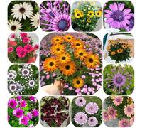 Semi di margherita del Capo - serre da balcone per luoghi soleggiati decorazioni da giardino per esterni semi di selvatici balcone resistenti giardini rocciosi 150pcs