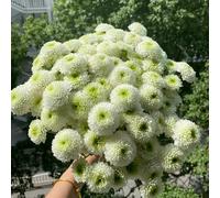 semi di margherita, di in vaso Aiule rialzate per il giardino giardino sul balcone da del roccioso in vaso da balcone recisi arredamento del 400pcs