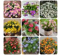 Semi di margherita - esotiche decorazione da giardino per esterni e perenni semi di farfalle decorazione del soggiorno 55pcs