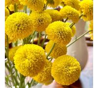 Semi di margherita - esotico raro decorazioni da giardino per esterni resistenti per giardini rocciosi luoghi soleggiati semi di selvatici prati fioriti da 300pcs