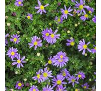 semi di margherita, esterno, Brachyscome iberidifolia resistenti, balcone, biologici 1000pcs