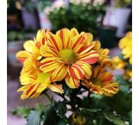 semi di margherita, giardino da appartamento esotiche di rampicanti recisi balcone serre balcone biologiche esterno decorazioni giardino 500pcs