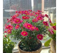 semi di margherita - giardino perenni resistenti, esterno balcone con letto rialzato, davanzale mini serra, 800pcs