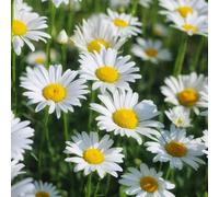 semi di margherita in vaso Leucanthemum vulgare, varietà antiche biologiche tappezzante, resistente adatte al pieno sole, recisi 1000pcs