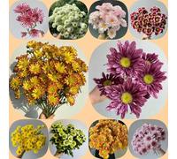 Semi di margherita - organico resistenti per giardini rocciosi decorazioni da giardino per esterni semi di selvatici prati fioriti come bomboniera da balcone 450pcs