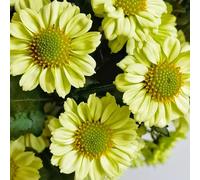 Semi di margherita - per giardinieri semi di selvatici farfalle decorazioni da giardino per esterni vecchie varietà resistenti giardini rocciosi 600pcs