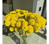 semi di margherita, rampicanti serre da balcone Aiule rialzate per il giardino da balcone arredamento del soggiorno interno giardino sul in vaso 500pcs