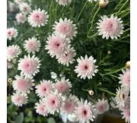 semi di margherita - resistenti, giardino, sul balcone roccioso, perenni 1000pcs