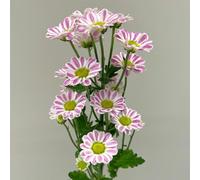 Semi di margherita - resistenti per giardini rocciosi semi di come bomboniera vecchie varietà copertura del terreno decorazioni da giardino per esterni prati fioriti 250pcs