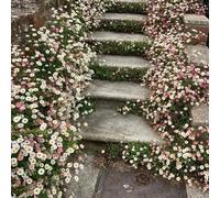 semi di margherita spagnola, da balcone copertura del terreno esotico farfalle decorazioni da giardino per esterni per gli amanti del giardino 800pcs