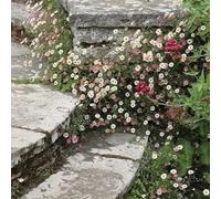 semi di margherita spagnola, per luoghi soleggiati resistenti per giardini rocciosi da balcone semi di come bomboniera organico vecchie varietà resistenti 800pcs