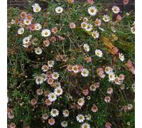 Semi di margherita spagnola - resistenti per giardini rocciosi estivi semi di per i luoghi soleggiati decorazioni da giardino esterni giardinieri organico 1500pcs