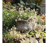 Semi di margherita spagnola - resistenti per giardini rocciosi estivi vecchie varietà organico semi di selvatici copertura del terreno per i luoghi soleggiati 900pcs