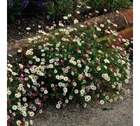 Semi di margherita spagnola - resistenti per giardini rocciosi resistenti semi di vecchie varietà per i luoghi soleggiati da balcone prati fioriti 1000pcs