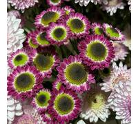 Semi di margherita - vecchie varietà per luoghi soleggiati da balcone resistenti per giardini rocciosi copertura del terreno organico giardinieri 200pcs