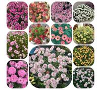 semi di margherite perenni resistenti - campo giardino balcone biologici 300pcs