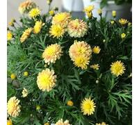 semi di margherite perenni resistenti - esotiche 1500pcs