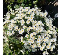 semi di margherite perenni resistenti - esotiche balcone 150pcs