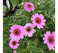 semi di margherite perenni resistenti - esterno campo balcone 250pcs