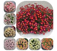 semi di margherite perenni resistenti - esterno giardino 550pcs