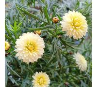 semi di margherite perenni resistenti - esterno, margherita, giardino roccioso, 350pcs