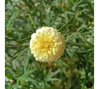 semi di margherite perenni resistenti - giardino biologici roccioso 350pcs