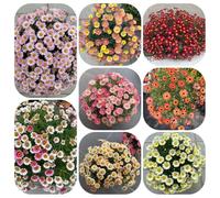 semi di margherite perenni resistenti - margherita da balcone, biologici, 550pcs