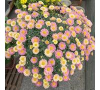 semi di margherite perenni resistenti - margherita da esterno, 400pcs