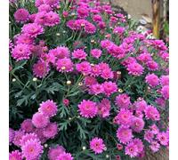 semi di margherite perenni resistenti - margherita da giardino, esterno 200pcs