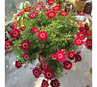 semi di margherite perenni resistenti - margherita da giardino roccioso, 500pcs