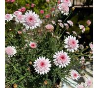 semi di margherite perenni resistenti - margherita, giardino, 1000pcs