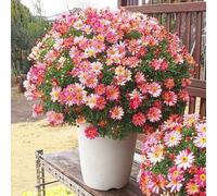 semi di margherite - recisi esotiche margherita Letto da balcone con regalo per gli ospiti tappezzanti balconi 800pcs