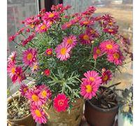 semi di margherite resistenti - giardino sul balcone margherita, biologici, 800pcs