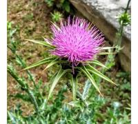 semi di mariano Silybum marianum in vaso serre, rare giardino balcone con roccioso e varietà antiche 250pcs