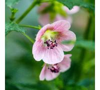 Semi di marshmallow, Altea officinale, da giardino roccioso resistenti semi di medicinali da balcone 120pcs