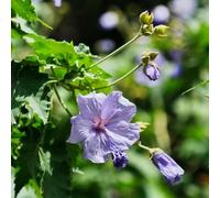 Semi di marshmallow, Altea officinale, semi di perenni regali sostenibili rare da giardino roccioso resistenti regali 400pcs