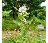 Semi di marshmallow - Altea officinalis - da balcone resistenti semi di perenni da giardino roccioso resistenti per luoghi soleggiati 150pcs