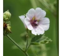 Semi di marshmallow, da balcone resistenti Altea officinale, semi di per luoghi soleggiati da esterno resistenti regali per gli amanti del giardino 150pcs