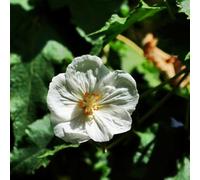 Semi di marshmallow - da balcone resistenti Altea officinalis - giardino perenni da esterno resistenti 100pcs