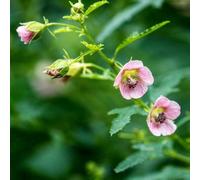 Semi di marshmallow - da giardino roccioso resistenti Altea officinalis - rare da esterno resistenti semi di selvatici giardino 200pcs