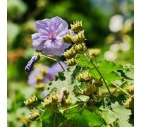 Semi di marshmallow - per luoghi soleggiati Altea officinalis - da giardino roccioso resistenti rare semi di giardino 400pcs