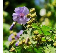 Semi di marshmallow - resistenti Altea officinalis - da giardino roccioso resistenti per il giardino semi di vecchie varietà 50pcs